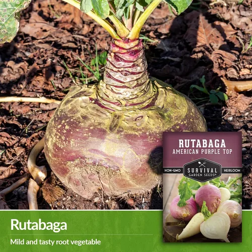 Vista 3 de Survival Garden Seeds - 1 paquete de semillas de Rutabaga púrpura estadounidense para plantar con instrucciones para cultivar Brassica Napus en tu