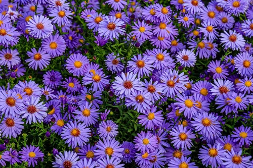 Vista 3 de 50 semillas de flor de Aster de Arroz (Aster tupido) Aster Dumosus