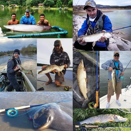 Vista 7 de M MAXIMUMCATCH Maxcatch Predator Big Game y caña de pescar con mosca de agua salada: 7'11''/9'2''/10', 4 piezas, 8/9/10/11/12
