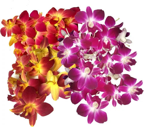 Vista 13 de Flores frescas cortadas de Miami OrchidClub USA por Sunne Tropical DIY Lei, decoración de alimentos y bebidas (50 blanco)