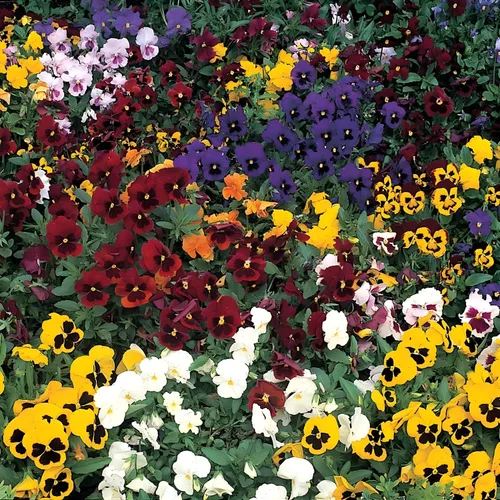 Vista 2 de Swiss Giant Pansy Seeds (Viola × wittrockiana) - Flores grandes y vibrantes en colores mixtos, sin OMG, resistentes al frío, anual de larga