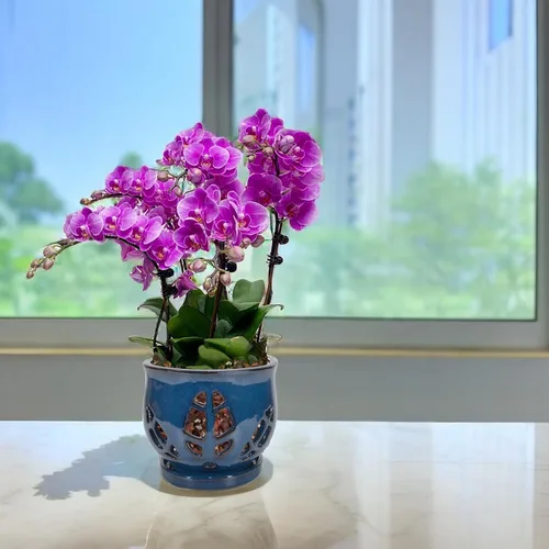 Vista 7 de W&W Maceta de orquídeas con agujeros y platillo para trasplantar, azul, 6.5 pulgadas