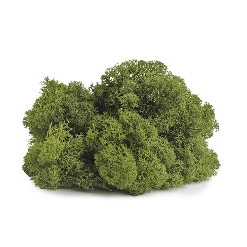 Vista 2 de SuperMoss 25155 Musgo de renos preservado B01C5RTUIS, 3 libras, albahaca