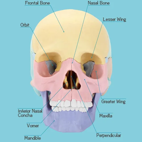 Vista 3 de Nuevo modelo de calavera de anatomía humana 2026, rompecabezas de 17 partes con 10 tarjetas flash de conocimiento, mini modelo médico desmontable