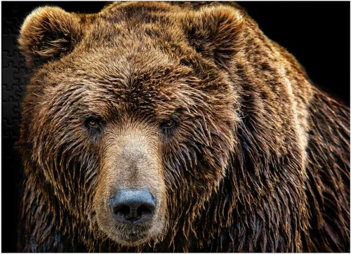 Vista 7 de MyPuzzle Brown Bear Ursus Arctos Beringianus - Rompecabezas prémium de 100 piezas para adultos