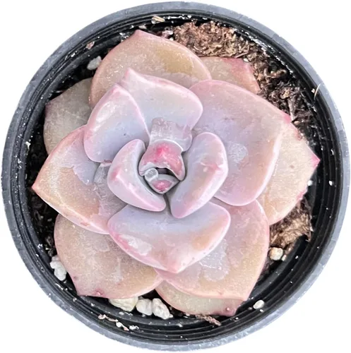 Vista 10 de Sprout N Green Echeveria 'Ball of Fat', planta suculenta viva rara totalmente enraizada en maceta de 2 pulgadas con tierra, oficina en casa