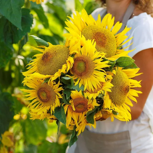 Vista 10 de Eden Brothers Semillas de girasol - Autumn Beauty