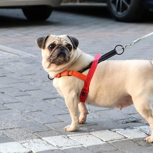Vista 5 de Didog Arnés para perro sin tirones con asa acolchada suave, ajuste rápido y ligero, arnés ajustable de chaleco fácil para entrenamiento y paseo