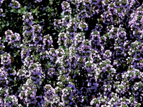 Vista 27 de Greenwood Nursery: Plantas vivas de cobertura del suelo - Bugleweed Blueberry Muffin + Ajuga Reptans - [Cantidad: 1x Maceta de Pinta]