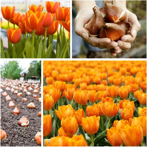 Vista 4 de Daydream Tulip Bulbs to Grow - 20 bombillas - Enviados desde Iowa, Estados Unidos - Tulipanes naranjas vibrantes, galardonados