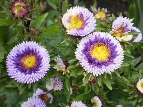 Vista 6 de Semillas Aster Moon Mix Flores Anuales