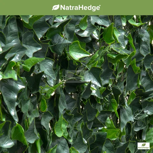 Vista 9 de NatraHedge Paneles de pared de hiedra artificial de 20 x 20 pulgadas (paquete de 12) Resistente a los rayos UV Decoración de vegetación