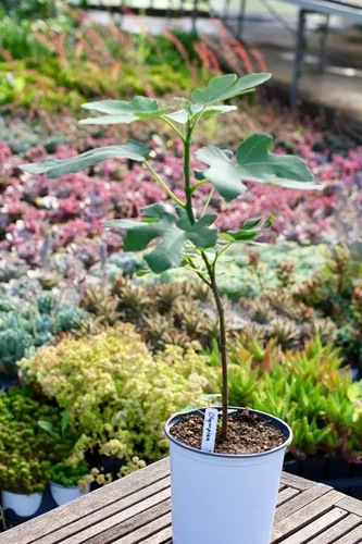 Vista 6 de Higuera olímpica - 3 plantas de inicio vivo - Ficus Carica - Árbol frutal comestible para el patio y el jardín