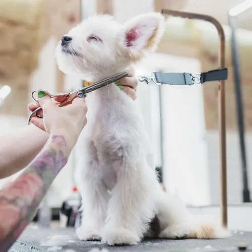 Vista 2 de GROOMER ESSENTIALS Restricción de brazo ajustable para perros – Accesorio multiusos para mesa de mascotas para peluqueros profesionales