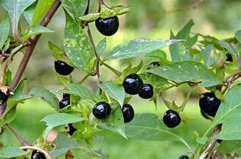 Vista 20 de Generic Semillas de fruta de Jabuticaba comestibles frescas 100pcs para plantar negro