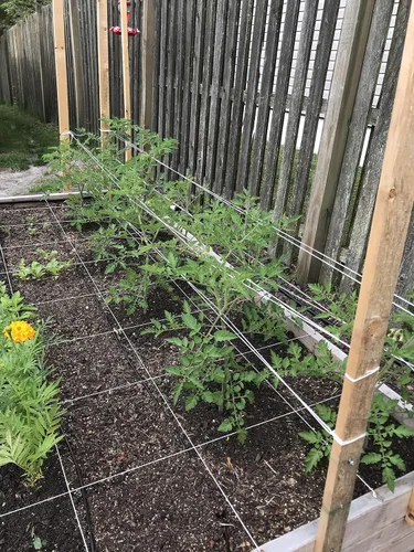Vista 3 de Guita de jardín para atar tomate de 6300 pies
