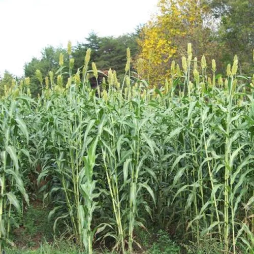 Vista 4 de Muddy Pond Sorghum Mill - Jarabe de sorgo puro - Sin aditivos, sin OMG y sin gluten, 48 onzas