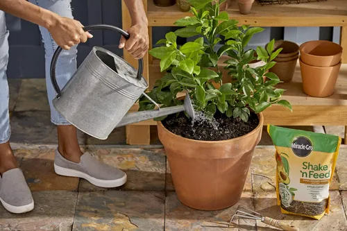 Vista 8 de Miracle-Gro Shake 'n Feed Alimento vegetal de cítricos, aguacate y mango, 8 libras (paquete de 4)