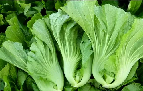 Vista 3 de 500 semillas de mostaza asiática verde GAI Choy Heirloom Semillas vegetales