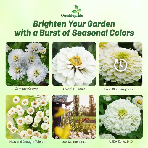 Vista 3 de Outsidepride - Zinnia Elegans, 1000 semillas anuales, Lilliput White, flores para plantar, color blanco