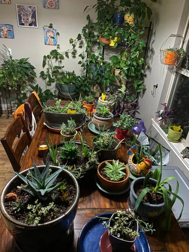 Vista 6 de Garsum Trampa para Moscas de la Fruta Amarilla Pegajosa 18 piezas Matamoscas de Hongos para Plantas de Interior y Exterior Atrapador de Insectos