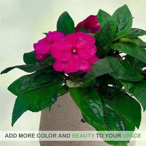 Vista 5 de LEAL PLANTS ECUADOR Impatiens Pink 2 Pack – Anual floreciente exuberante con flores rosas suaves, planta tropical de fácil cuidado, purificadora