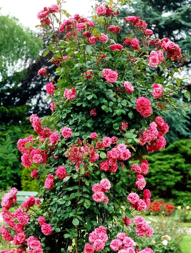 Vista 7 de Más de 100 semillas de rosas trepadoras para plantar al aire libre, flores ornamentales trepadoras, arbusto rosa, trepador de vid de larga floración