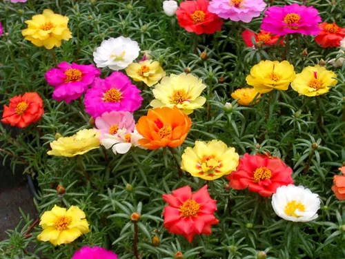Vista 7 de Semillas Musgo Rosa Doble Mezcla Portulaca Flores Anuales