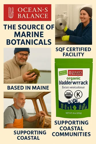 Vista 5 de Ocean's Balance Clean - Polvo orgánico de vesiculosus (Fucus vesiculosus) de la costa prístina de Maine Vegano • Pureza probada en laboratorio •