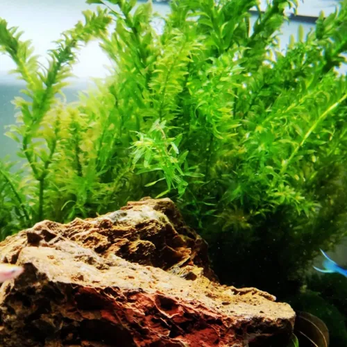 Vista 4 de Helecho de Java Tropical de Agua Dulce Acuario Planta Decoraciones 3 Días BUY2GET1FREE_AB