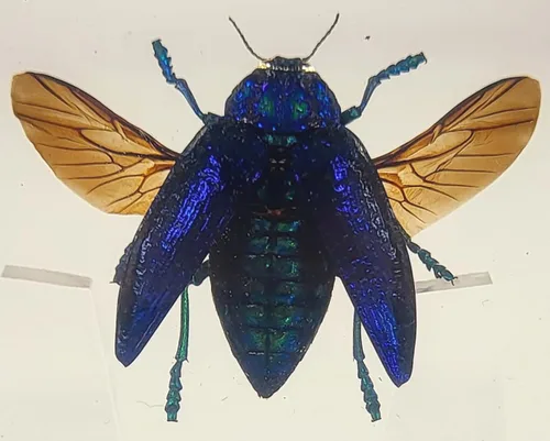 Vista 10 de 44mm Hormiga gigante tropical real en resina de lucita transparente cristalina, espécimen preservado Pseudoneoponera Rufipes, taxidermia