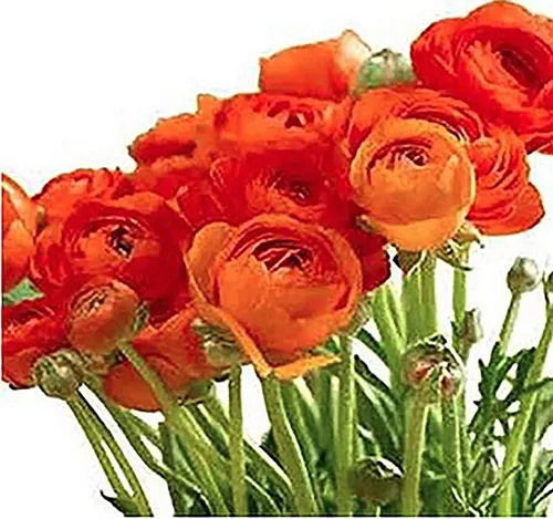 Vista 2 de Ranúnculo de peonía francesa naranja, 12 bulbos de tamaño más grande, bulbos de ranúnculo de primera calidad, flores naranjas vibrantes, ideales