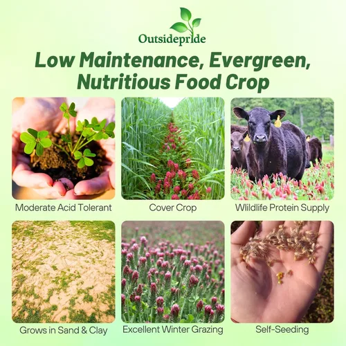 Vista 2 de Outsidepride - Semillas de trébol escarlata leguminosa para pasto, heno, abono verde, cultivo de cobertura, forraje para vida silvestre y más, 1/4 lb