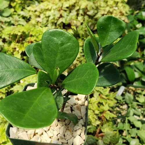 Vista 3 de Ficus triangularis