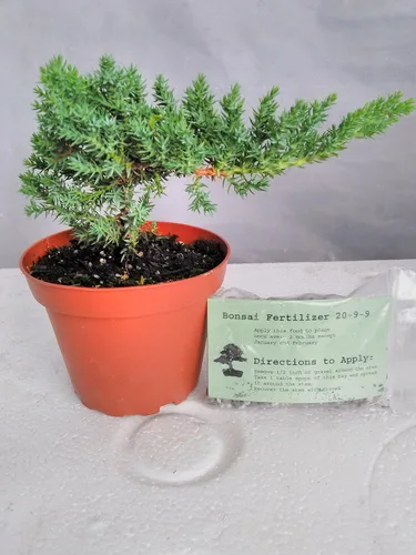 Vista 2 de Árbol de inicio de bonsái de enebro japonés - Maceta de 4 pulgadas - Juniperus procumbens 'Nana'+Bonsái Fertilizante de liberación lenta By-jmbamboo
