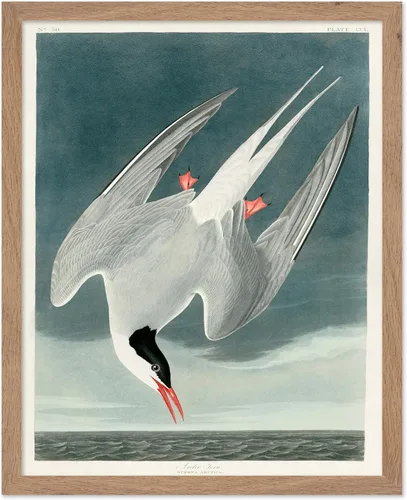 Vista 97 de Poster Master Póster vintage de James Audubon – Impresión retro de amargo americano – Arte de aves de América – Regalo para hombres, mujeres