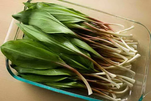 Vista 4 de Herb Ramsons (Ajo Salvaje) - 50 Semillas