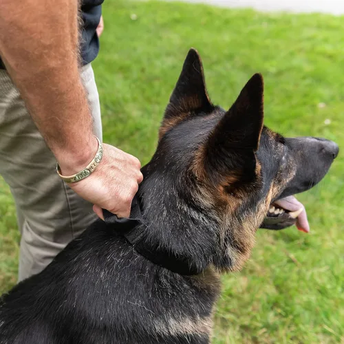 Vista 6 de Operation Good Boy - Collar táctico para perro, nailon duradero de grado militar con hebilla de liberación rápida y asa de entrenamiento, ajustable