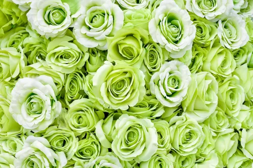 Vista 8 de 5 VERDE ROSA Arbusto Rosa Arbusto Perenne Semillas Flor Peine S/H