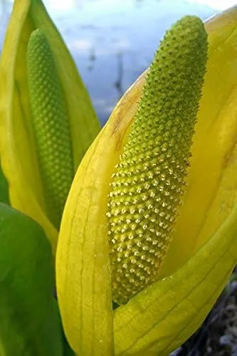 Vista 3 de 10 semillas de flor de col lysichiton americanus mofeta húmeda de lysichiton amarillo