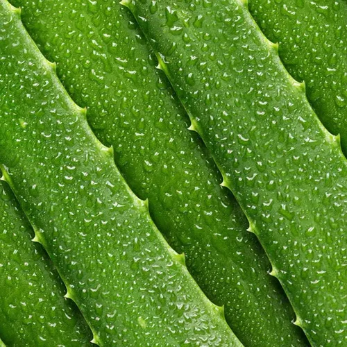 Vista 4 de Tonificador Mario Badescu con aloe vera