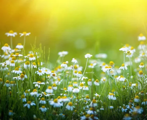 Vista 2 de Manzanilla romana 10,000 semillas (Anthemis nobilis) Heirloom - Sin OMG - Perenne