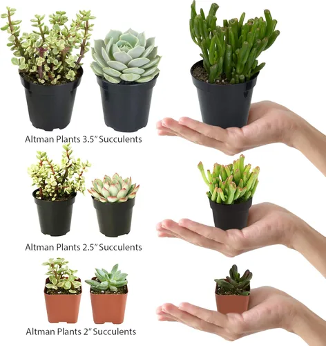 Vista 2 de Altman Plants, Mimicry - Plantas suculentas vivas (paquete de 4), Lithops plantas vivas para exteriores o interiores vivas, piedras vivas, plantas