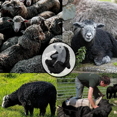 Vista 4 de AGRIMONY Bonitos animales de peluche de oveja afeitada, pequeños peluches de cordero kawaii, juguetes de peluche, regalos divertidos de Pascua San