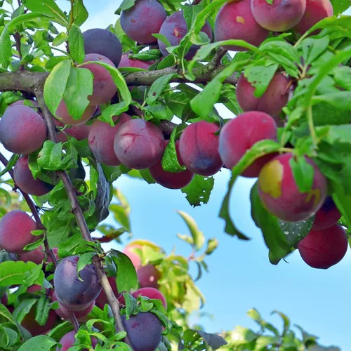 Vista 2 de Más de 10 semillas de frutas de ciruelo silvestre para plantar al aire libre, semillas perennes nativas de árboles frutales Prunus Americana sin OMG