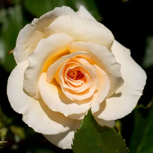 Vista 10 de Heirloom Roses Rose Plant - Amber Abundance® Apricot Rose Bush, English Legend Planta viva para plantar al aire libre
