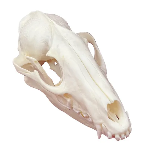 Vista 9 de Calaveras de animales reales en taxidermia, espécimen de huesos reales, suministros de taxidermia para educación científica, regalo especial