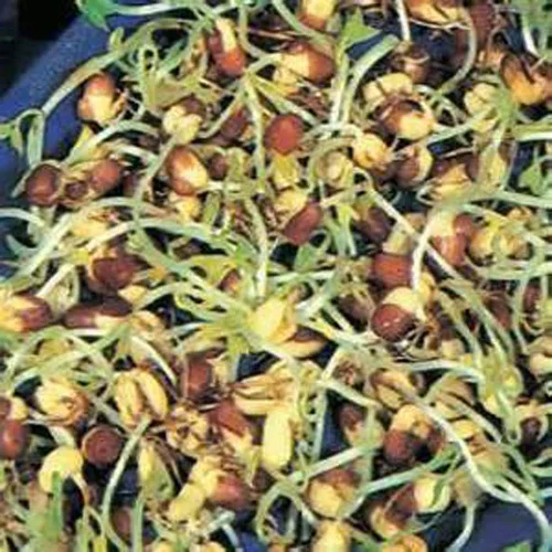 Vista 2 de Semillas de mezcla de proteínas de Peyton's para germinar microverdes, 8 onzas, marca "COOL BEANS n SPROUTS", un superalimento lleno