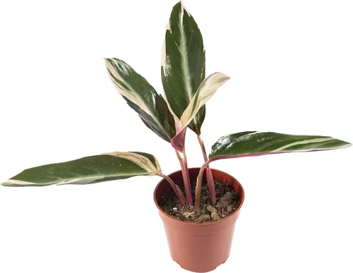 Vista 6 de Calathea Pavo Real Makoyana - 4'' de California Tropicals