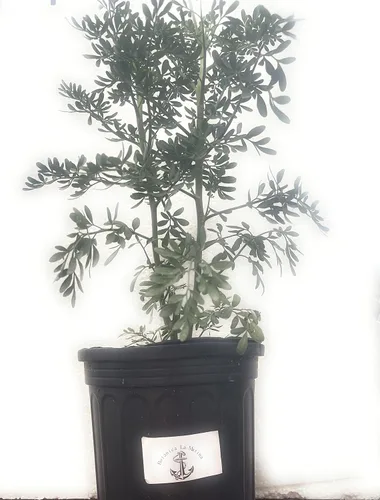 Vista 4 de Ruda Plant Herb of Grace de 5 a 8 pulgadas de alto..